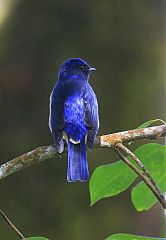 Rufous-bellied Niltava